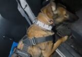 Węza podjęła trop i doprowadziła policjanta do 30-latka, który oddalił się po kolizji
