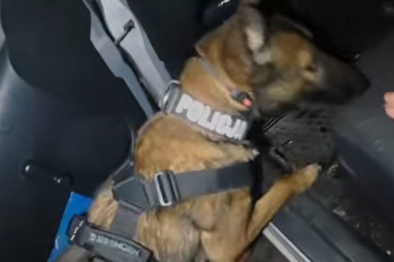 Węza podjęła trop i doprowadziła policjanta do 30-latka, który oddalił się po kolizji